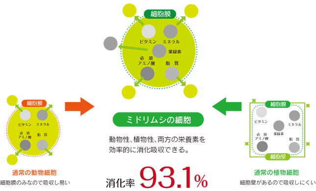 動物性、植物性、両方の栄養素を効率的に消化吸収できる。